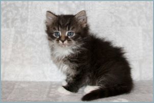 Male Siberian Kitten from Deedlebug Siberians